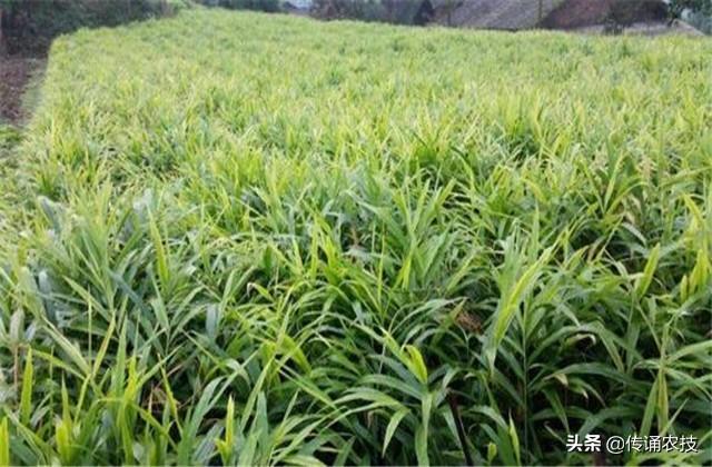 大肉姜种植致富_大肉姜种植亩产多少_种植大肉姜整地视频