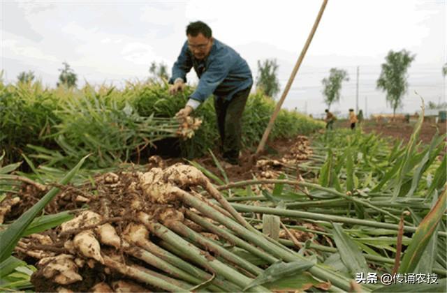 大肉姜种植致富_种植大肉姜整地视频_大肉姜种植亩产多少