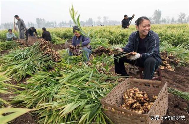 大肉姜种植亩产多少_大肉姜种植致富_种植大肉姜整地视频