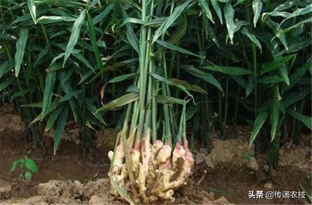 大肉姜种植致富_大肉姜种植亩产多少_种植大肉姜整地视频