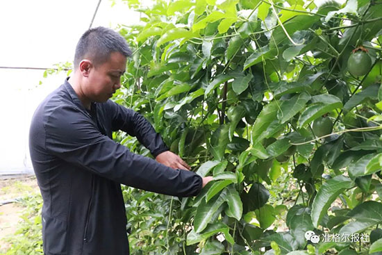 水果种植技巧_寻求水果种植技术_种水果的技术