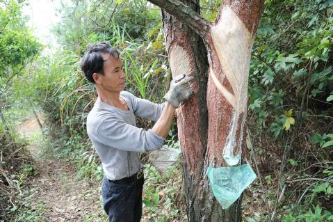 怀集陈福来：“刮油”采脂松林间，年入5万生活甜