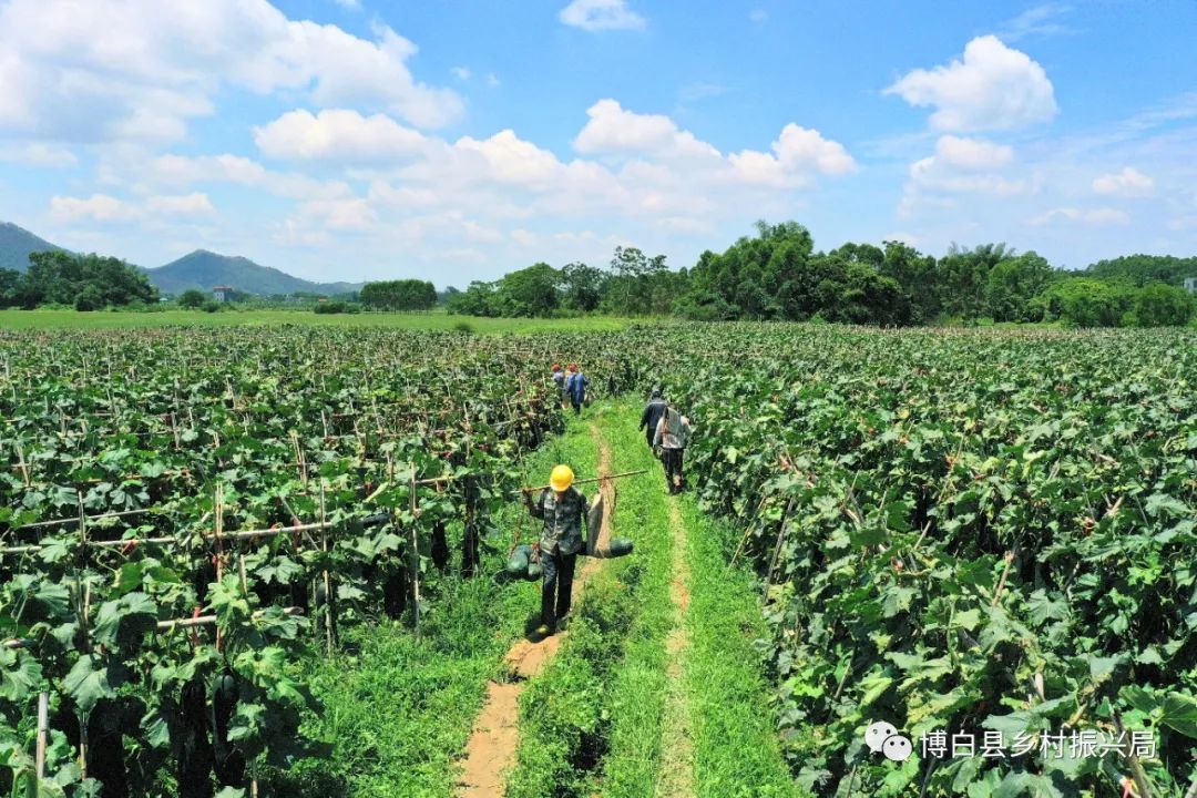 瓜种植时间和方法_瓜类栽培技术_致富瓜种植技术