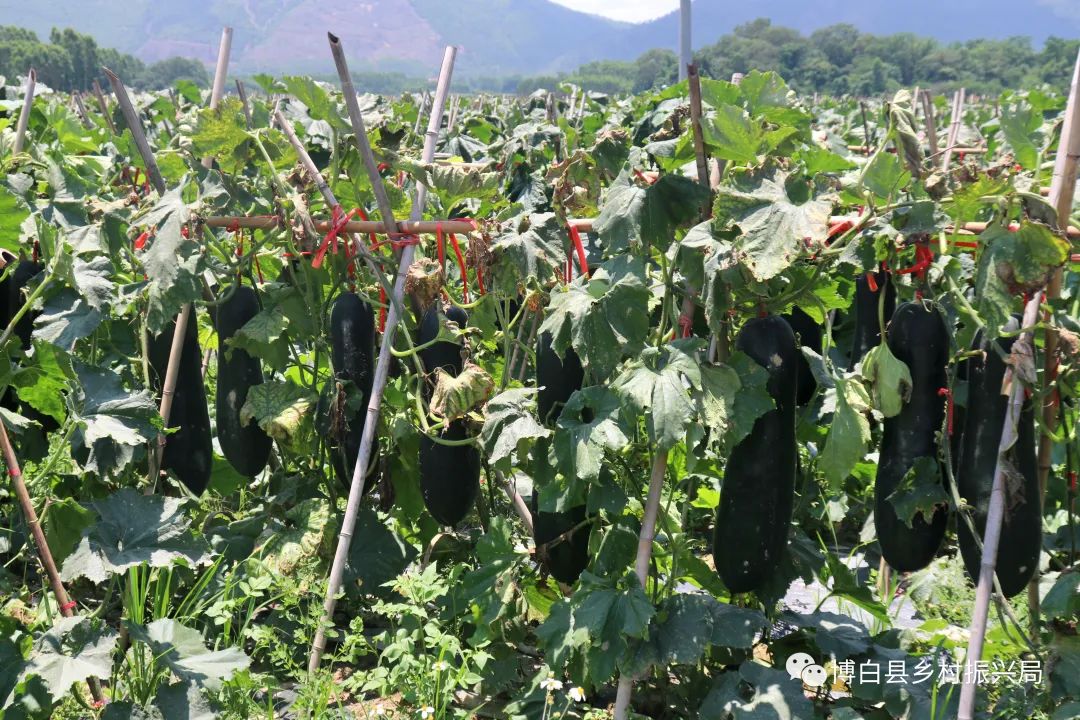 瓜种植时间和方法_致富瓜种植技术_瓜类栽培技术