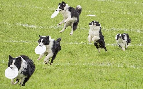 致富经养犬视频全集_致富经养土狗_致富经养犬