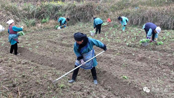 三都：合作社示范带动显成效 春收春种忙不停