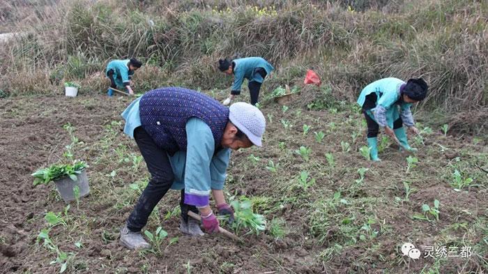 春甘蓝种植技术及管理_甘蓝冬种春收种植技术_冬春甘蓝栽培技术