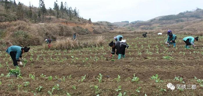 春甘蓝种植技术及管理_冬春甘蓝栽培技术_甘蓝冬种春收种植技术