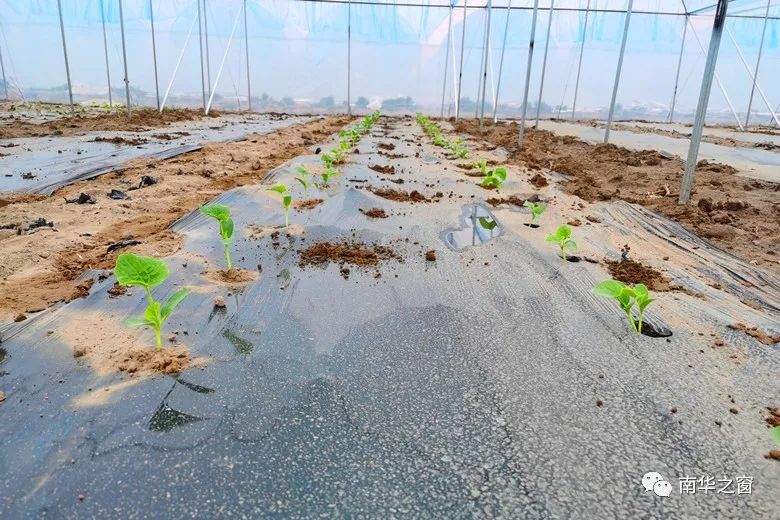 致富瓜种植技术_瓜种植时间和方法_瓜的种植技术