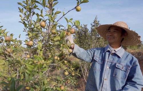 广东大力发展林下经济 油茶开辟共同致富路径