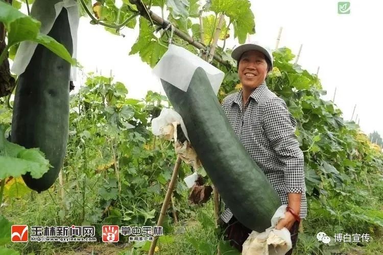 致富瓜种植技术_瓜种植时间和方法_瓜的种植技术