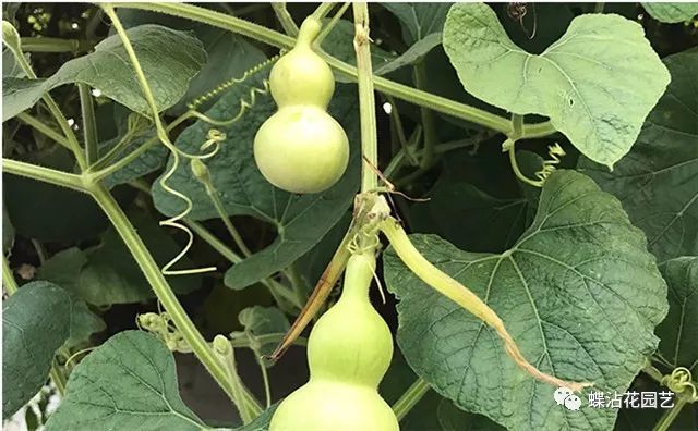 致富葫芦种植方法图片_葫芦种植挣钱吗_致富葫芦种植方法