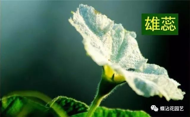 致富葫芦种植方法图片_葫芦种植挣钱吗_致富葫芦种植方法