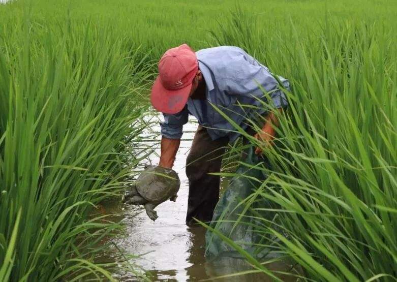 稻田养殖甲鱼是一种生态型水产养殖，稻田养殖甲鱼要注意哪些？