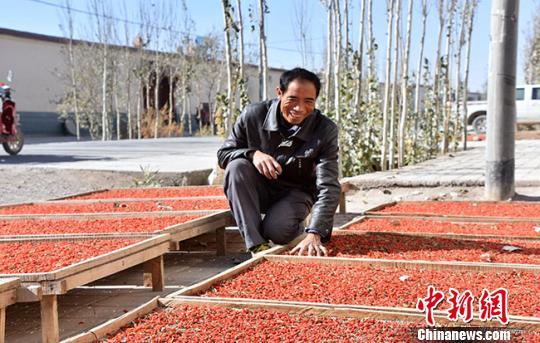 种枸杞的致富经视频_致富经枸杞种植视频_种植枸杞子挣钱吗