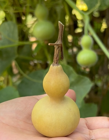 致富葫芦种植方法图解_葫芦种植挣钱吗_致富葫芦种植方法