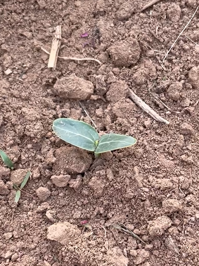 致富葫芦种植方法_致富葫芦种植方法图解_葫芦种植挣钱吗