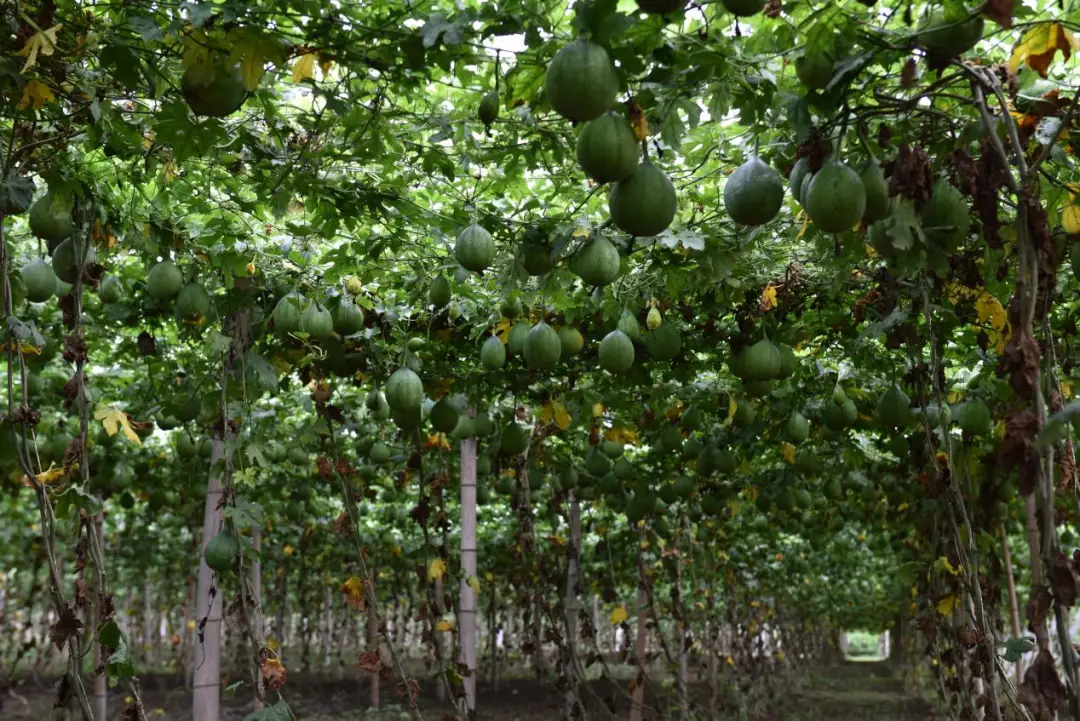 河北瓜蒌种植基地_保定瓜蒌种植致富_种植瓜蒌效益怎么样