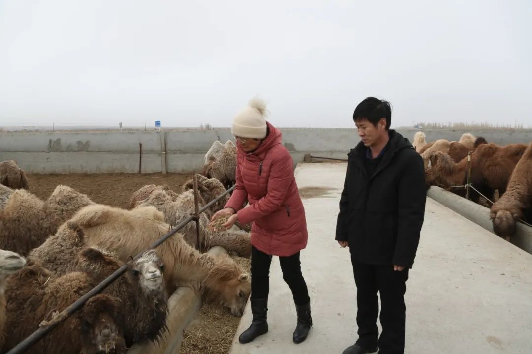 致富经骆驼养殖_致富经骆驼养殖场视频_牧民养殖骆驼致富