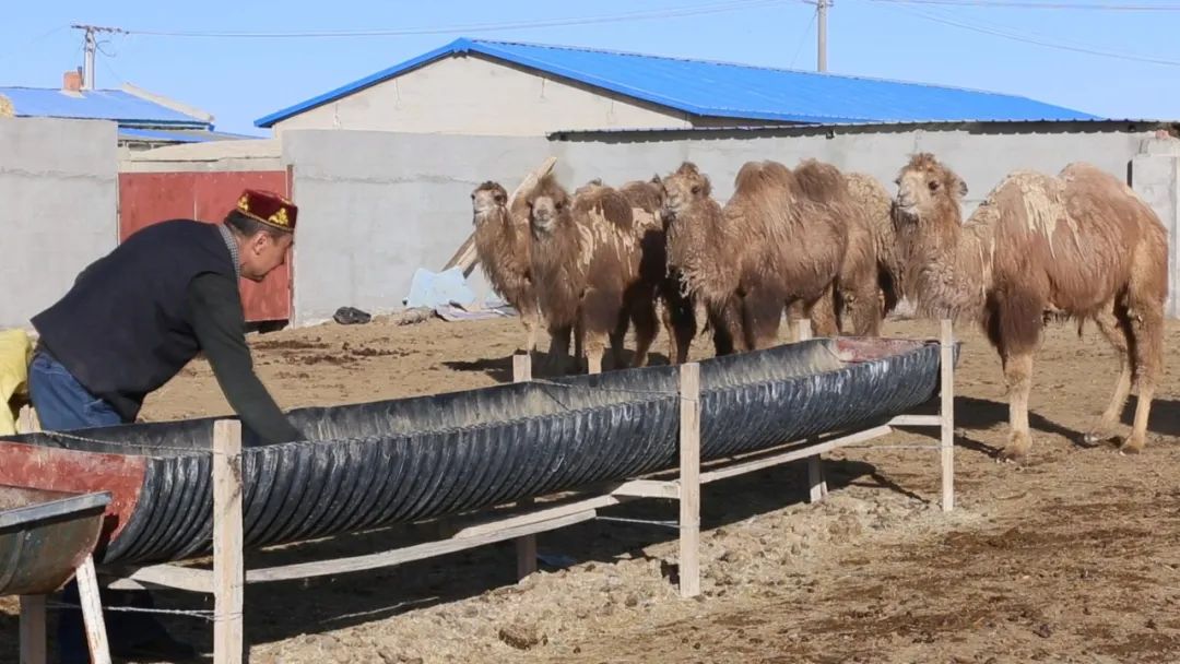 致富经骆驼养殖_致富骆驼养殖牧民视频_牧民养殖骆驼致富