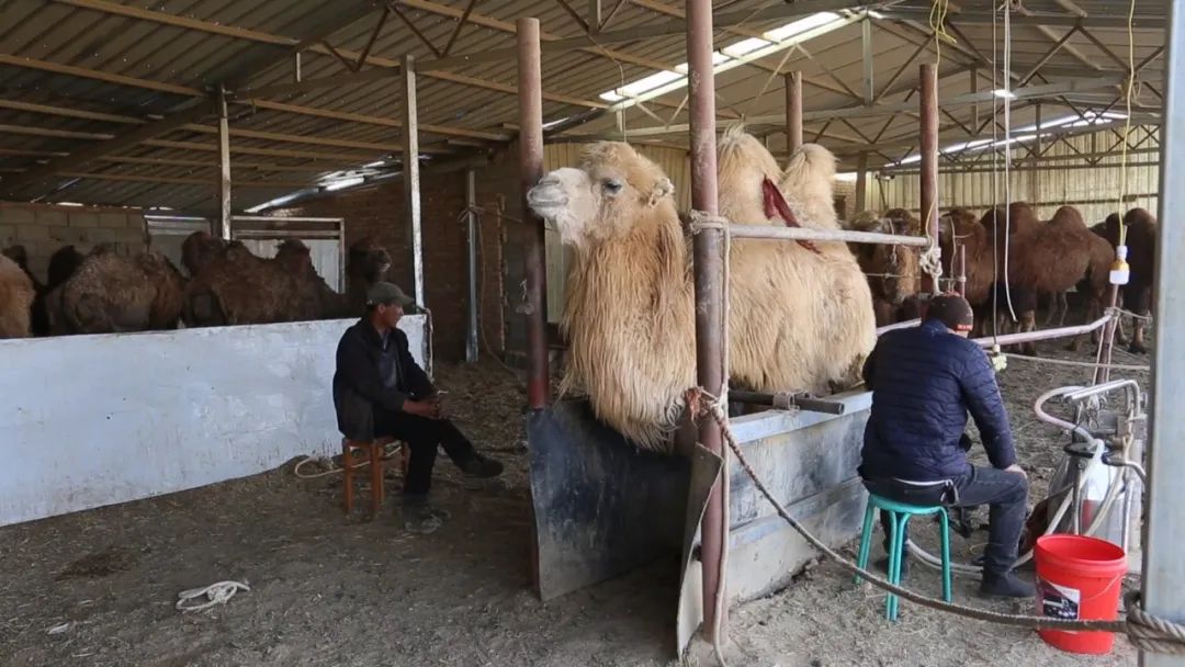 致富经骆驼养殖_牧民养殖骆驼致富_致富骆驼养殖牧民视频