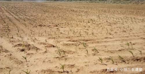 种植三七种技术有哪些_种三七的种植技术_种植三七种技术是什么