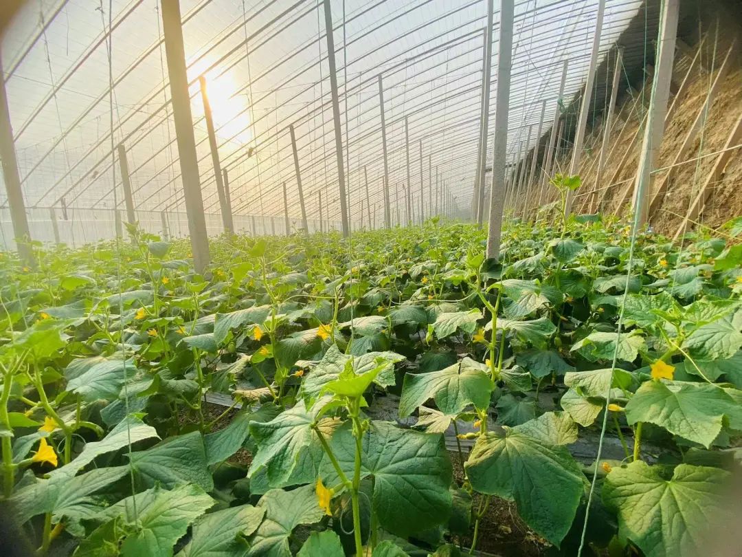 拇指黄瓜种植技术_黄瓜拇指种植技术与管理_拇指黄瓜种子