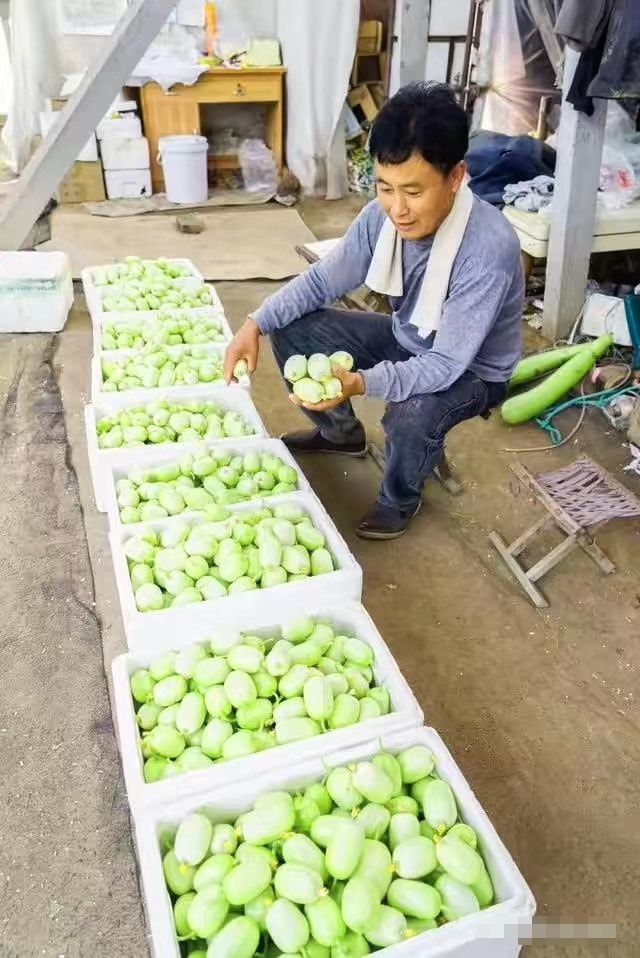 拇指黄瓜种植技术_黄瓜拇指种植技术与管理_拇指黄瓜种子