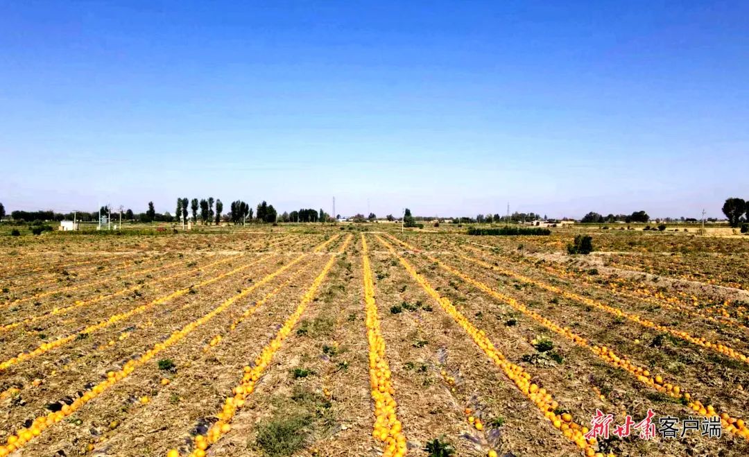 武威这个地方的农民种出了致富“宝葫芦”