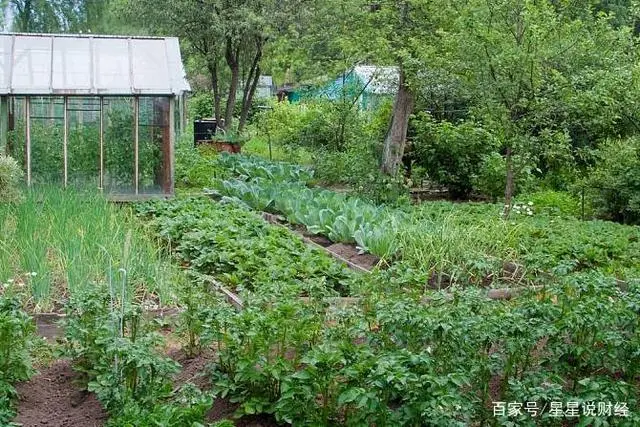 烧烤创业项目_烧烤种植致富项目_致富烧烤种植项目介绍