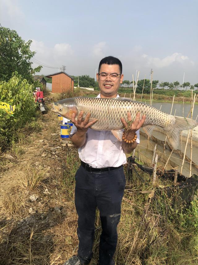 生态养黑鱼_循环水高密度养殖黑鱼_黑鱼循环水养殖技术