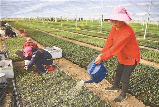 茵种种植方法_阳雀茵种植技术_茵雀恩草本精油的用法