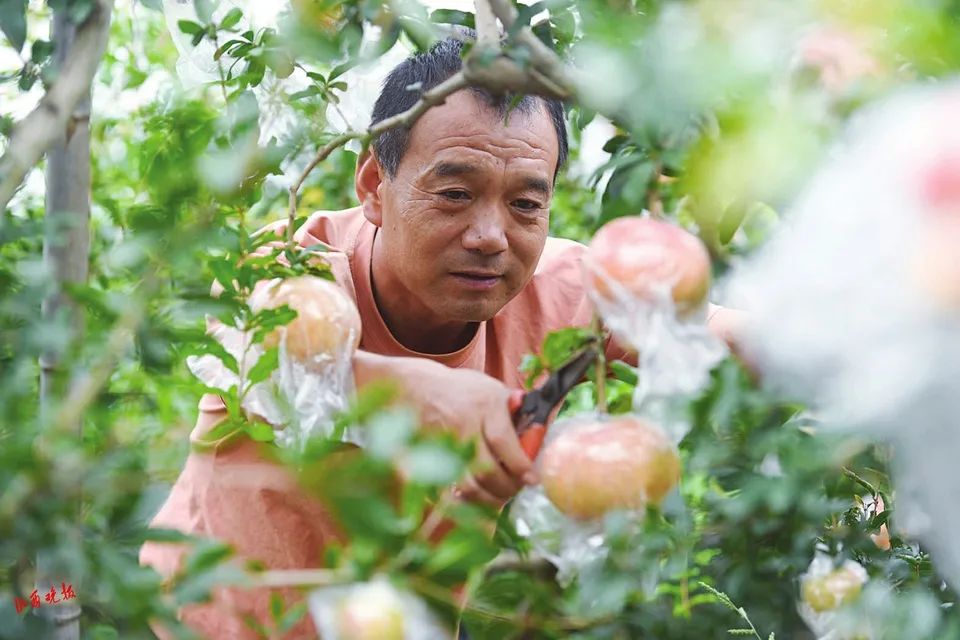 致富种植早熟苹果视频_早熟苹果种植致富_早熟苹果苗