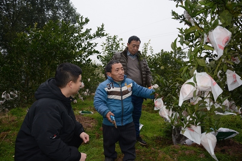 致富果树山楂种植视频_致富经山楂果树的种植_种植山楂树收益怎么样