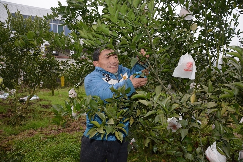 致富果树山楂种植视频_致富经山楂果树的种植_种植山楂树收益怎么样