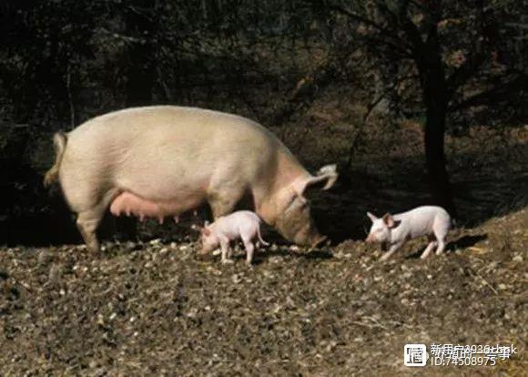 关于母猪的饲养管理技术大全之九“母猪引淘篇”