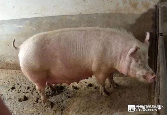 后备母猪养殖技术视频_怎样养殖后备母猪_后备母猪养殖的技术和管理