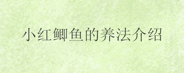 小红鲫鱼的养法介绍