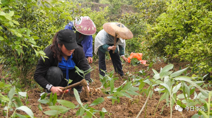 怀化黄精种植致富_怀化黄精种植致富_怀化黄精种植致富