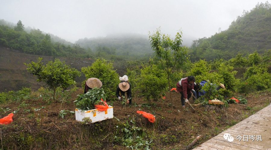 怀化黄精种植致富_怀化黄精种植致富_怀化黄精种植致富