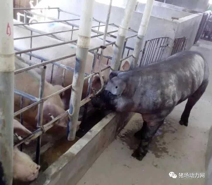 后备母猪养殖技术视频_后备母猪饲养技术视频_养后备母猪饲喂技术