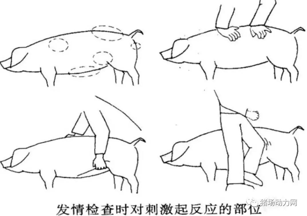 养后备母猪饲喂技术_后备母猪养殖技术视频_后备母猪饲养技术视频