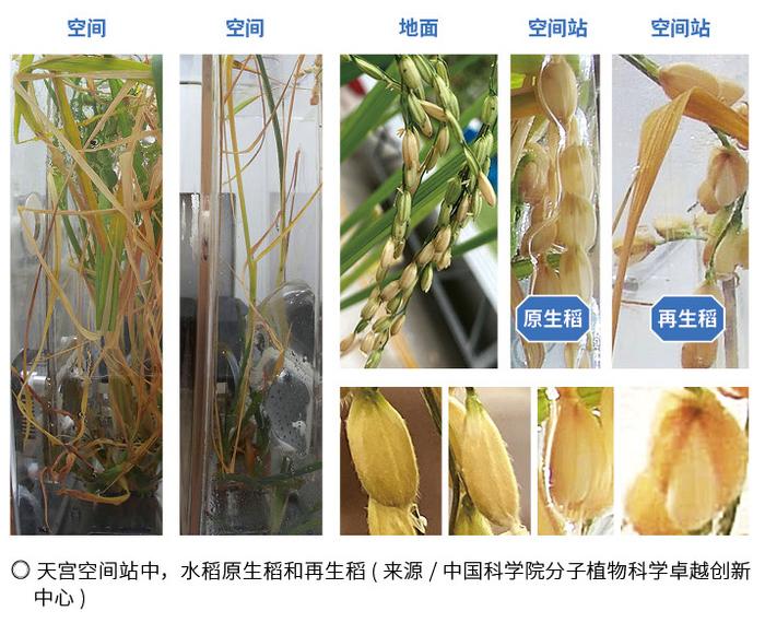 太空育种植物_太空种子种植方法_太空中种植技术