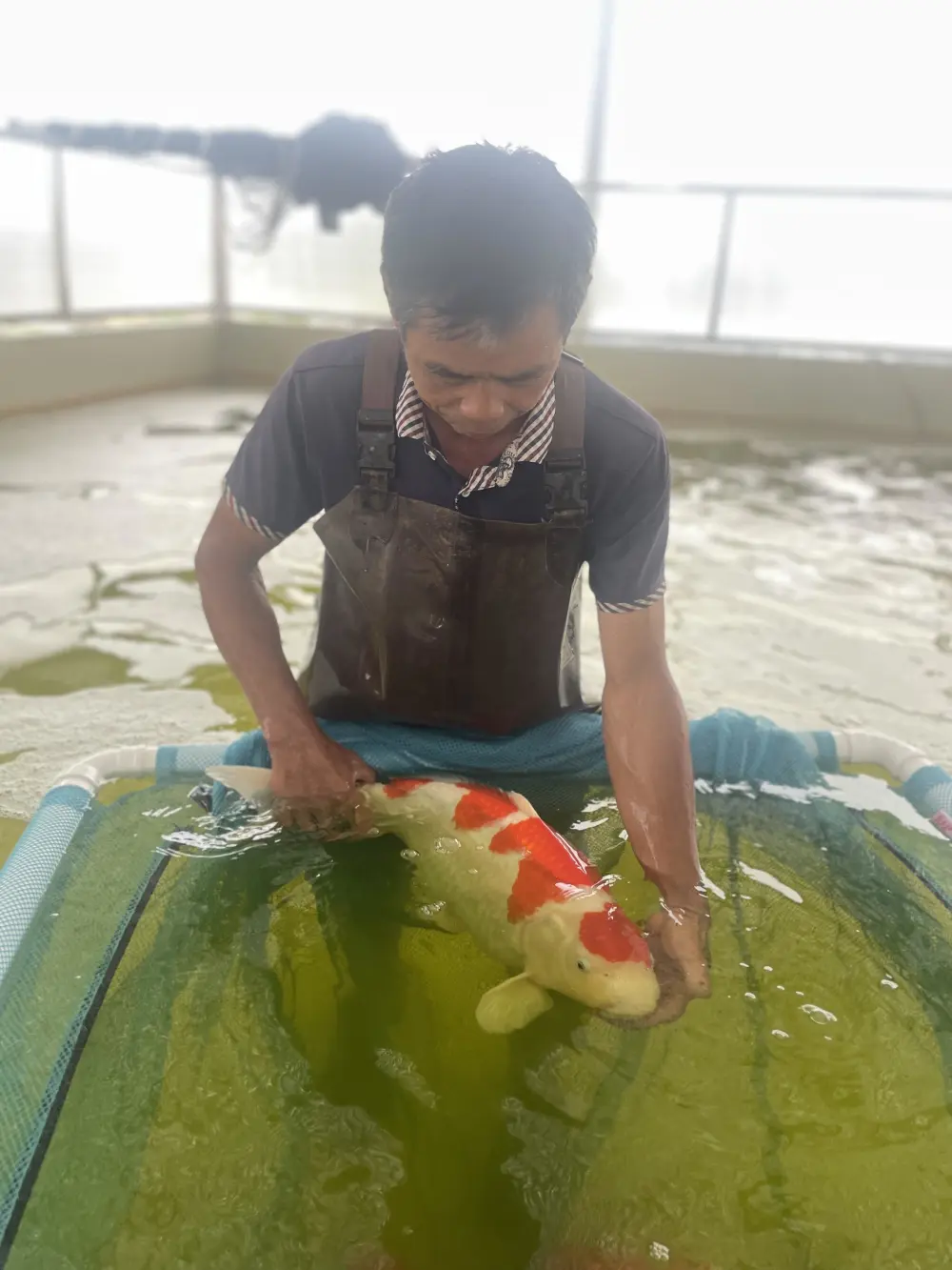 养黑鱼技术和池塘设施_生态养黑鱼_黑鱼循环水养殖技术