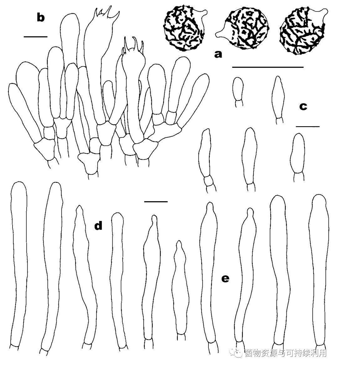 正红菇种植技术_红菇种植方法及追肥_红菇种植方法