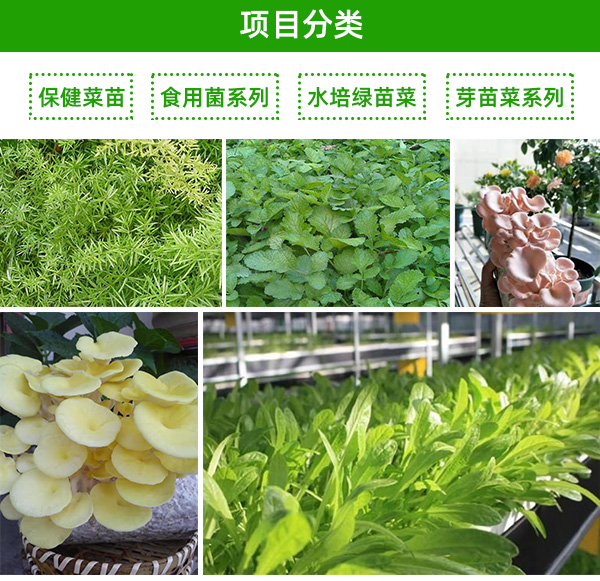 菜豌豆种植技术图_豌豆种植图片大全_豌豆种植步骤图文