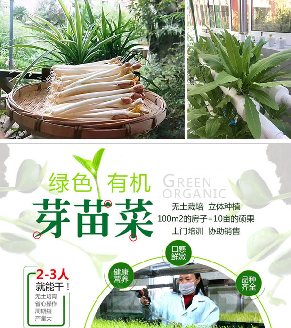 菜豌豆种植技术图_豌豆种植图片大全_豌豆种植步骤图文