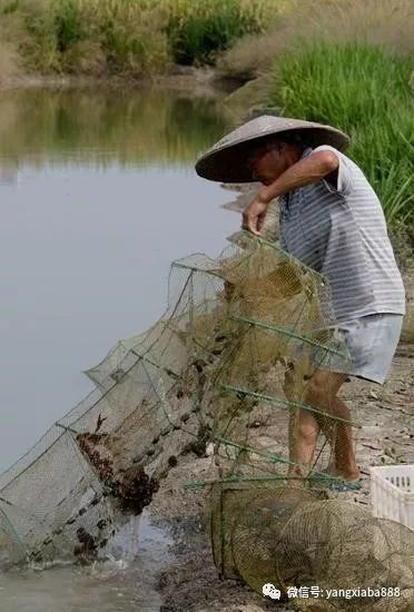 沿淮村王兵堂钻研小龙虾养殖稻虾种养技术 带领一方乡邻致富