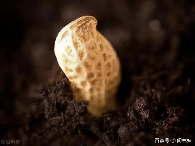 春花种植技术与管理_春花生的种植方法与管理_春花生种植技术与管理