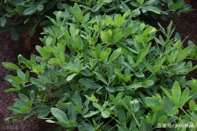 春花生的种植方法与管理_春花种植技术与管理_春花生种植技术与管理